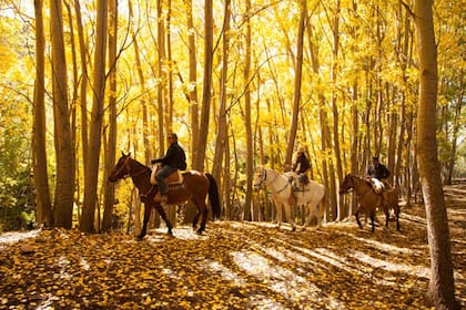 Cabalgata guiada por Patrick Blousson y el baqueano Simón entre los álamos de Estancia Los Árboles