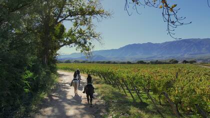 Cabalgatas guiadas entre viñedos y montañas.