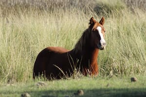 Tres personas fueron internadas en Mendoza por sospecha de encefalomielitis equina