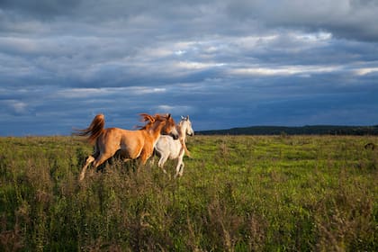 "Uno de los caballos parecía naranja por la tierra colorada. Salió corriendo y lo perseguimos con la camioneta".