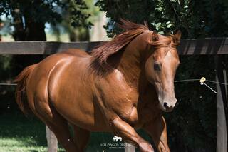 El Washington cordobés, cuna de los mejores caballos de polo