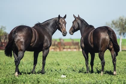 Caballos de polo