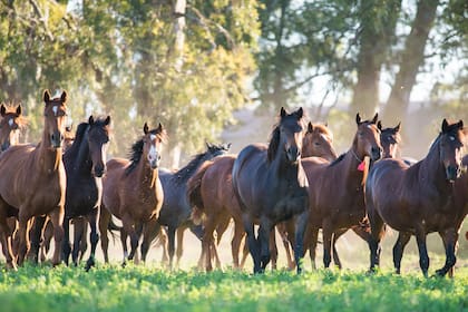 Caballos de polo