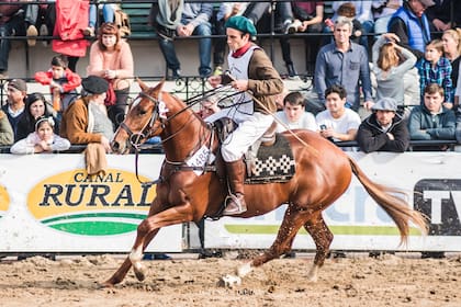 Caballos de polo