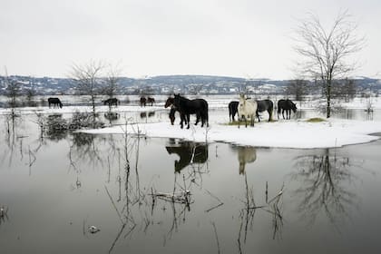 Caballos en una isla de Krcedinska en el río Danubio, en Serbia.