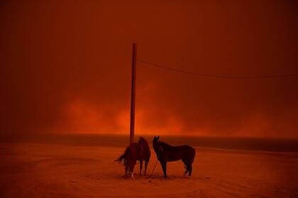 Caballos evacuados permanecen atados a un poste, mientras el humo de un incendio forestal se levanta sobre ellos, en la playa de Zuma, en Malibu, California, EE. UU.