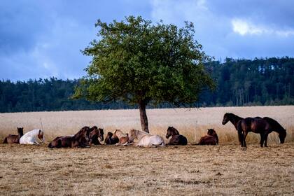Caballos islandeses descansan bajo un árbol en un campo de cría en Wehrheim, cerca de Frankfurt, Alemania.