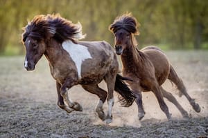 Los caballos y la humanidad: una historia de amor