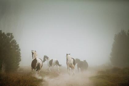 Caballos (Meliquina). "Una mañana de invierno, con mucha niebla, sentimos a lo lejos un sonido de caballos que se acercaban. Fue un momento mágico e inesperado".