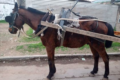 Los carros se alquilan a 1500 pesos, los caballos trabajan durante doce horas seguidas hasta que son entregados y a las horas están nuevamente circulando