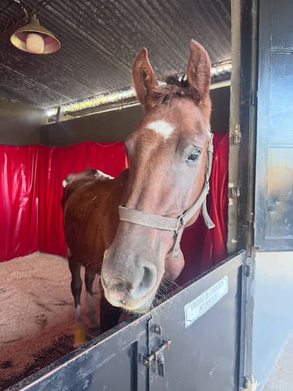 Caballos Quilmes es el único hospital de caballos del país (Foto: Instagram @carocalvagni)