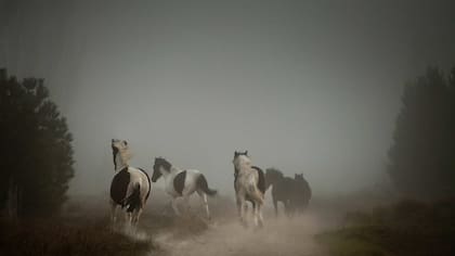 Caballos sueltos en el campo en la madrugada de Meliquina.