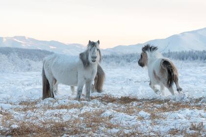 Caballos yakut pastoreando