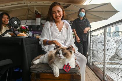 Cabe mencionar que el operador del velero lanzó en agosto los cruceros dedicados a los felinos en Singapur, después del éxito cosechado con una iniciativa parecida para perros