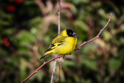 Cabecitanegra común (Spinus magellanicus), otra de las aves que suele capturarse en Argentina para ser enjaulada y vendida.