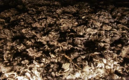 Cabello recogido de las mujeres asesinadas en exhibición en el Museo Estatal de Auschwitz-Birkenau.