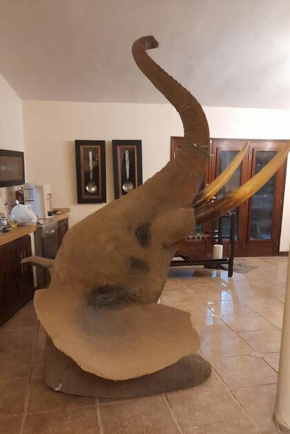 Cabeza de elefante y marfiles