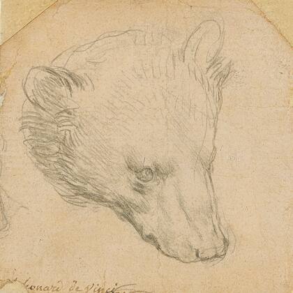 Cabeza de oso, de Leonardo da Vinci