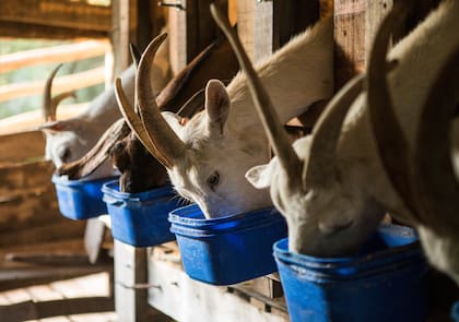 En la Granja Verbena de Yacanto ordeñan bien temprano y venden en las ferias.