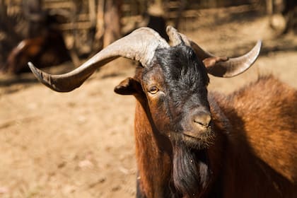 Cabra de Juan Fernández