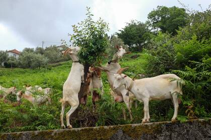 Cabras en la región Norte de Coimbra, Portugal