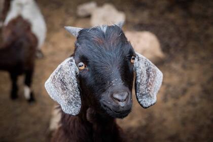 Cabrita camino a Cañani.