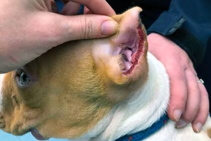 Cachorro al que le cortaron la oreja, una práctica que está prohibida en Reino Unido y muchos otros países