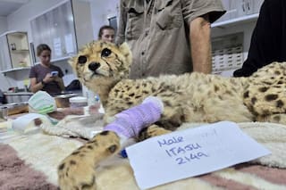 Cachorros de guepardo destinados al comercio ilegal de fauna exótica son rescatados en Somalilandia