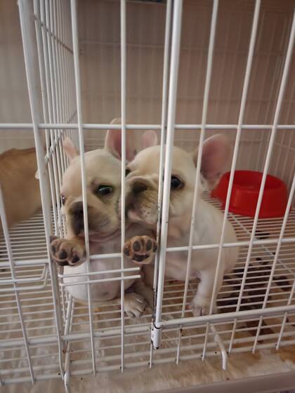 Cachorros de la raza secuestrados en un criadero ilegal en Buenos Aires