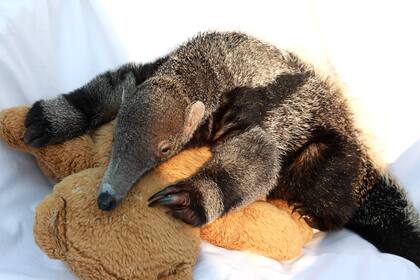 Cachorros de oso hormiguero