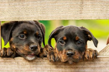 Cachorros de raza de entre seis y doce meses de edad -algunos de ellos adquiridos por hasta 4 mil dólares- están de nuevo en venta tras la flexibilización de la cuarentena