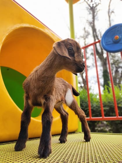 Cachorros, para ver y acariciar