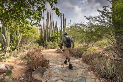 Cactus en el Parque Nacional Arikok