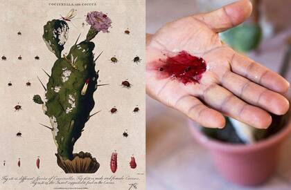 Cactus Nopalea cochenillifera con cochinillas (Dactylopius coccus), en un grabado de J. Pass, c. 1801 (izquierda) y la mano de una mujer del Valle de Tlacolula de Oaxaca mostrando el tinte rojo natural que se obtiene.