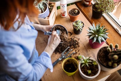 Cactus y suculentas requieren atención específica en otoño para sobrevivir en la temporada siguiente