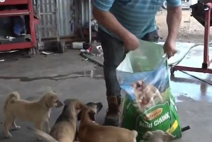 Cada 3 días González debe invertir en 22,7 kilogramos de comida para los 24 perros