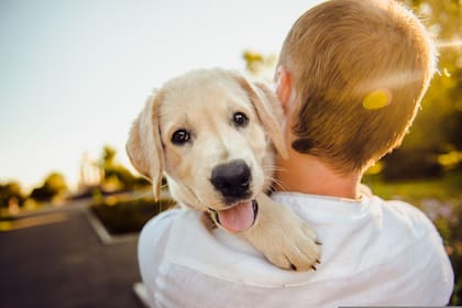 Cada 4 de octubre se conmemora el Día Mundial de los Animales