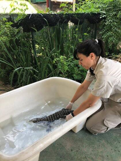 Cada 6 de agosto en la Argentina se celebra el Día del Veterinario: la fecha conmemora el trabajo, el estudio y la investigación en la profesión dedicada al cuidado, bienestar y atención de los animales.