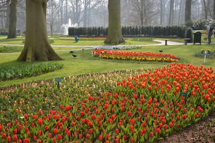 Cada año, 40 jardineros de Keukenhof plantan los bulbos. Cuando termina la temporada, los bulbos son desenterrados nuevamente. En otoño, se plantan nuevos bulbos.