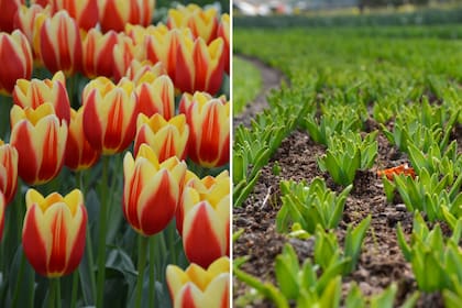 Cada año, se exhiben en el parque 80 variedades de tulipanes.