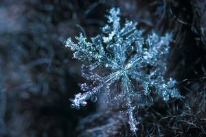 Cada copo es único y complejo (Foto ilustrativa PEXELS)