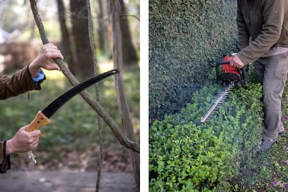 Cada corte bien hecho en otoño, con herramientas afiladas y desinfectadas, es una apuesta a un jardín más sano, fuerte y armónico