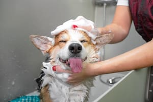 Cada cuánto conviene bañar a un perro