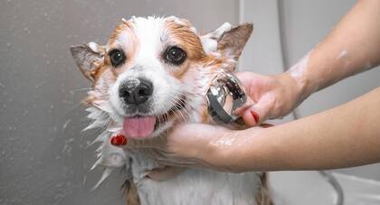 Cada cuánto conviene bañar a un perro