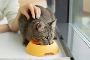 Cada cuánto hay que darle de comer a un gato, según expertos