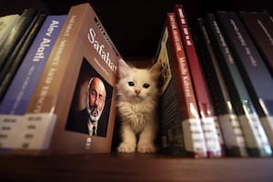 Historias de libros y gatos