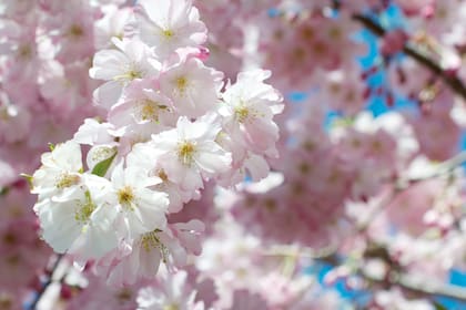 Cada ejemplar conserva sus pétalos por un período breve, de alrededor de diez días