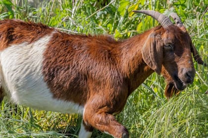 Cada ejemplar consume hasta 4,5 kilos diarios y puede desplazarse en pendientes donde no accede la maquinaria