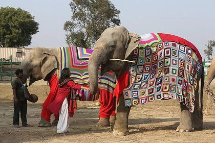Cada elefante tiene su sweater hecho a medida y con un estilo único