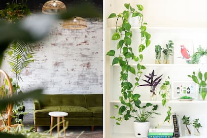 Cada especie requiere determinadas condiciones de luz y agua: proveérselas es fundamental para que la planta sobreviva.